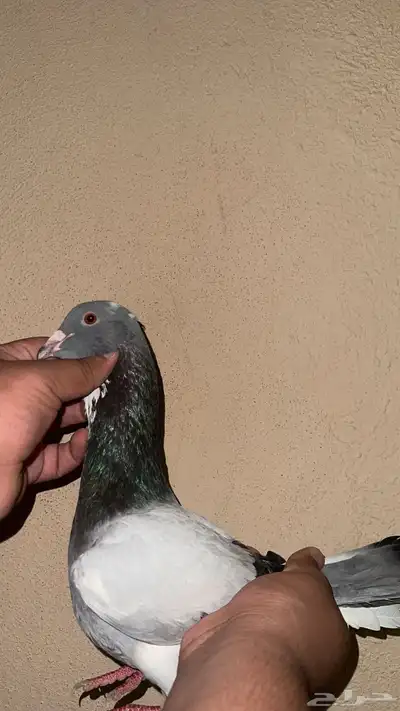 حمام سوري حمام هندي اجواز حفر الباطن 5