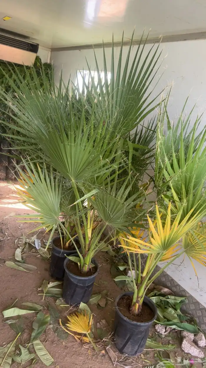 نخل واشنطونيا 3