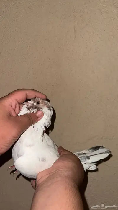 حمام سوري حمام هندي اجواز حفر الباطن 2