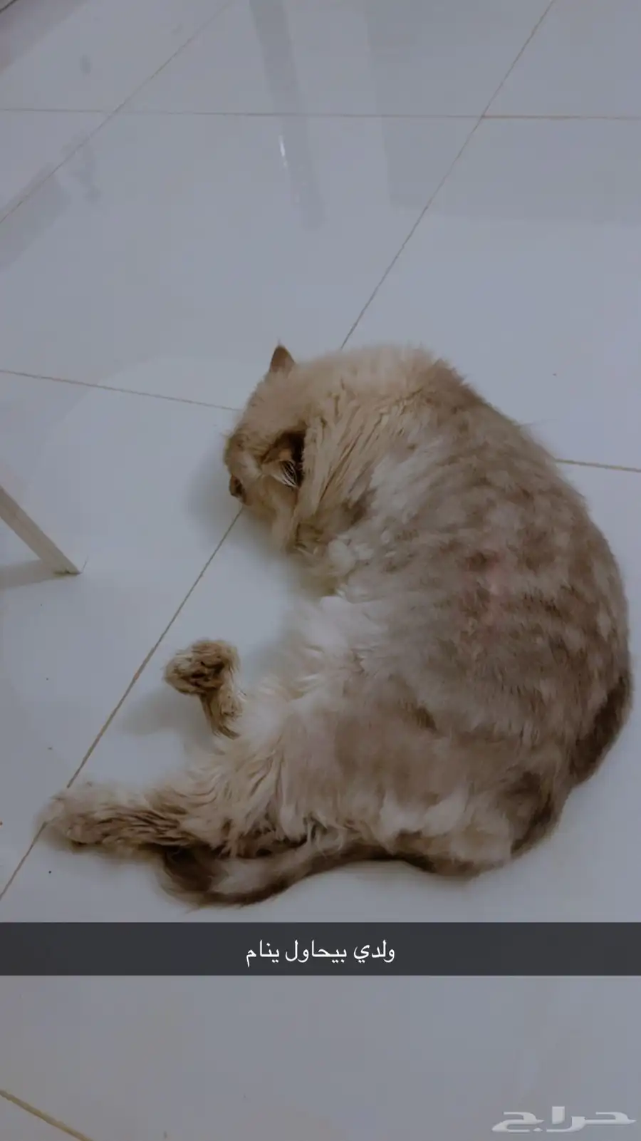 قط هملايا عمره 4 سنوات 0