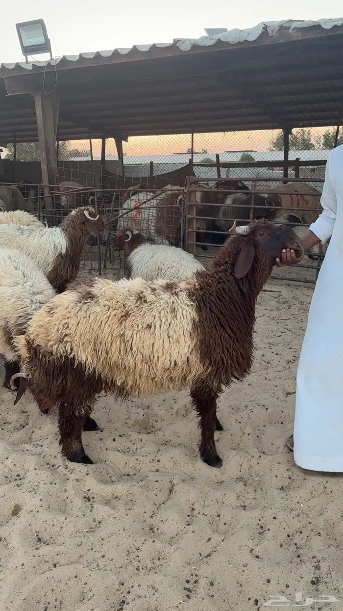 ذبايح غنم نعيمي ذبح وتغليف وتوصيل حسب الطلب 0