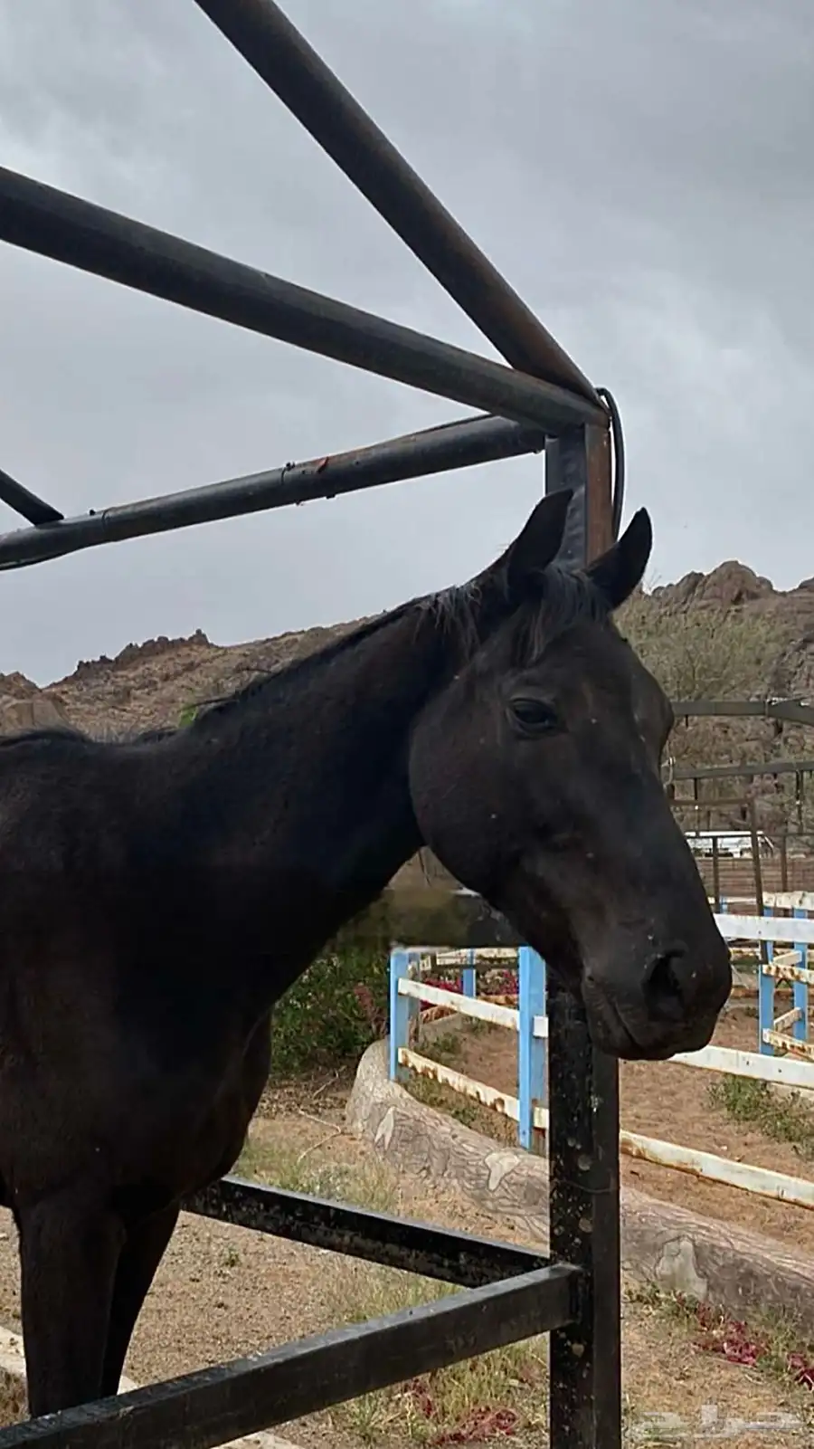 خيل سباق 6