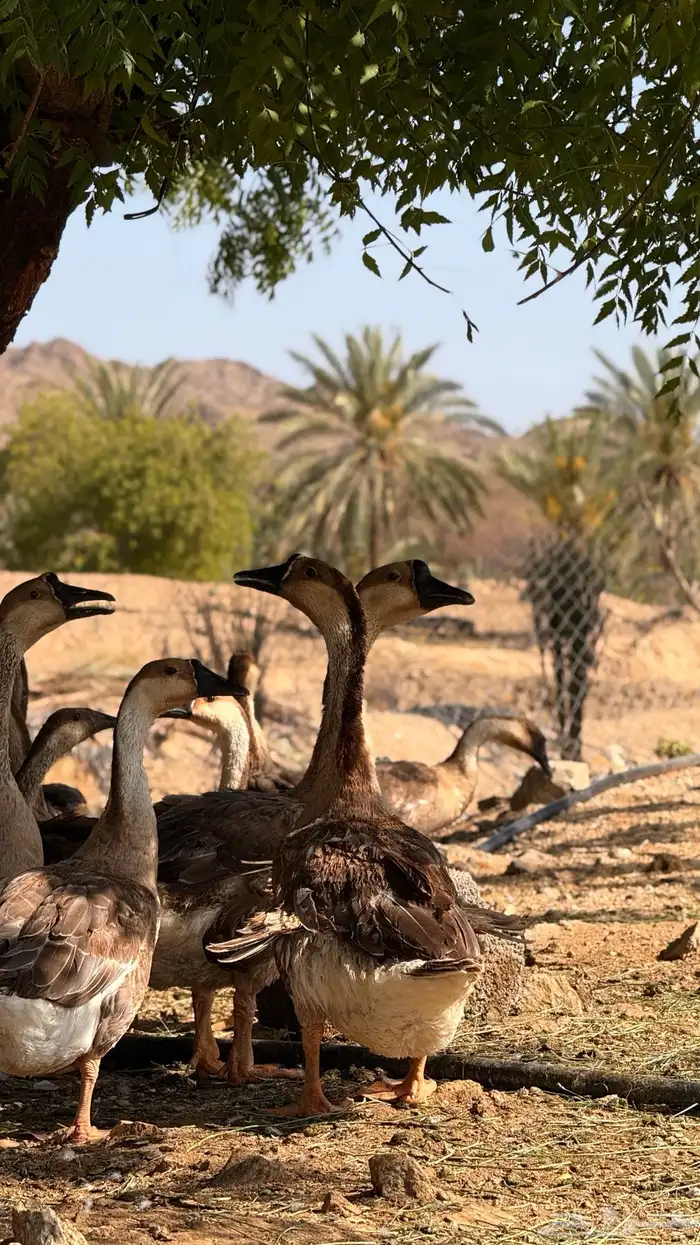 وز عراقي اصيل 2