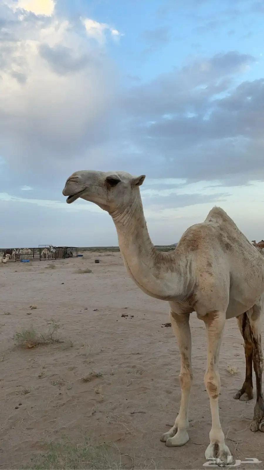 ناقه وضحا عونيه للبيع 0