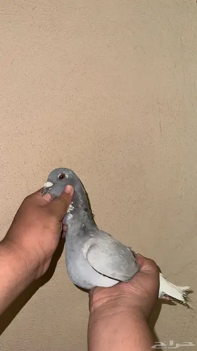 حمام سوري حمام هندي اجواز حفر الباطن 8