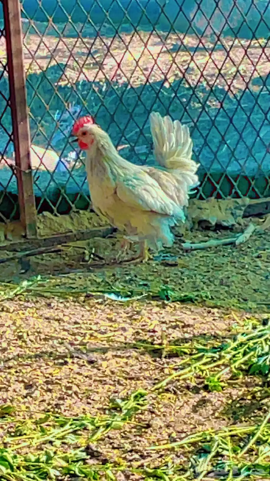 دجاج حباحب 1