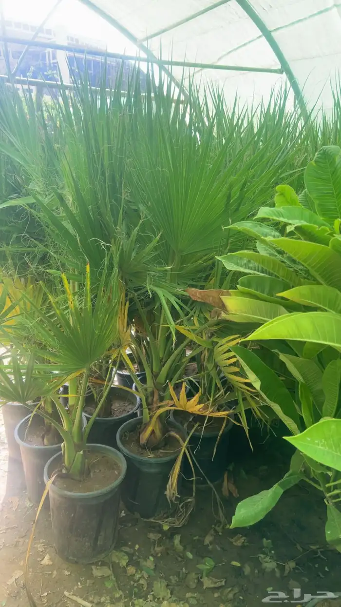 نخل واشنطونيا 6