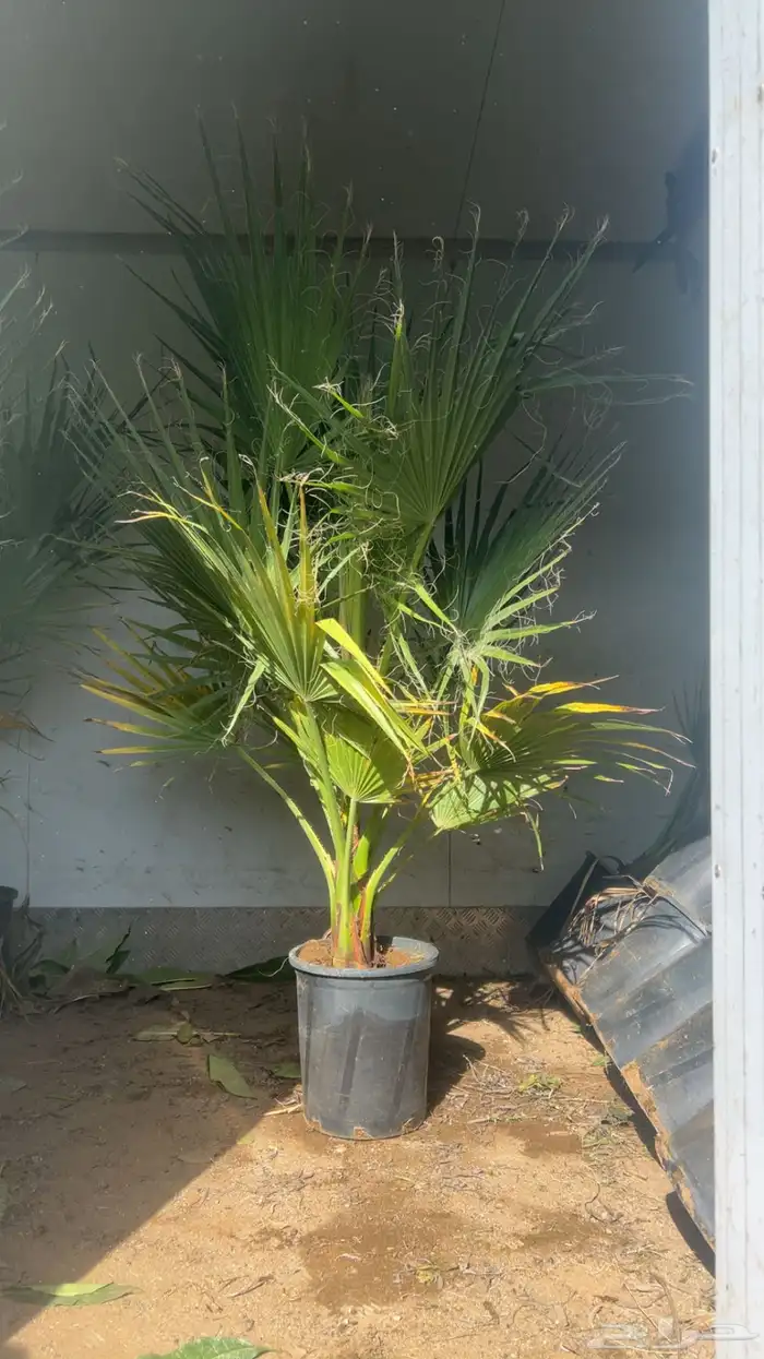 نخل واشنطونيا 4