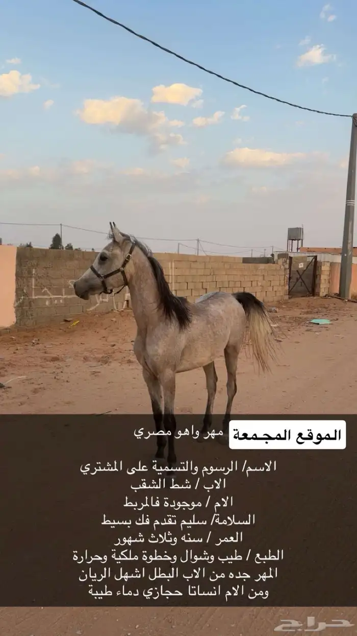 مهر واهو مصري 0