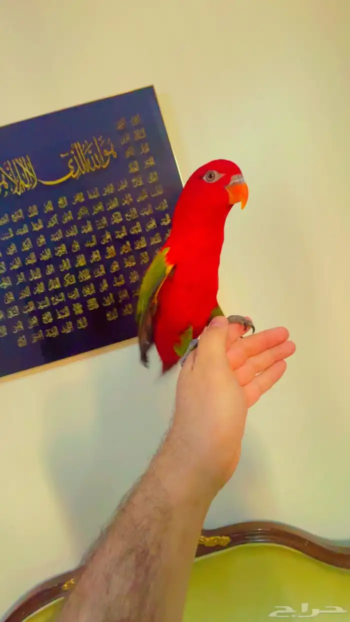 لوري شاترنج اليف هدد متكلم ( تم البيع ) 1