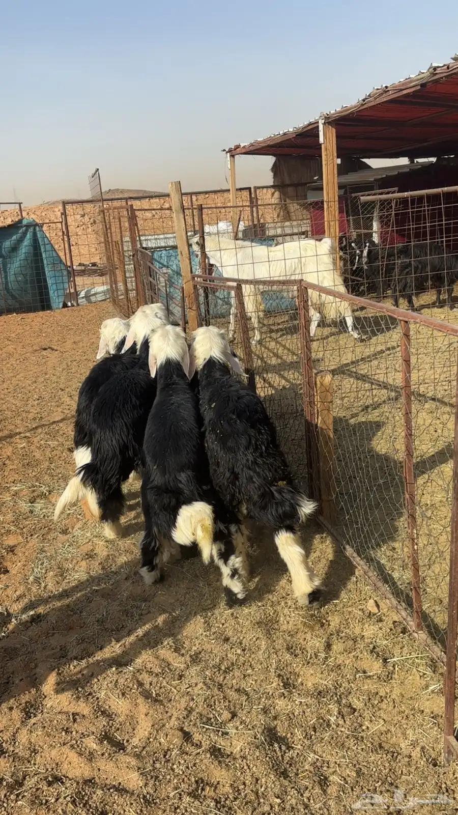 نجد خرفان 0