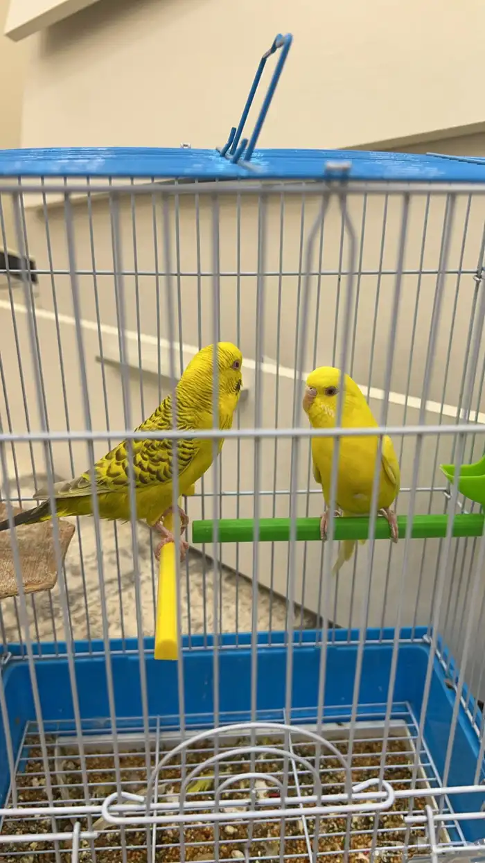 طيور حب منتجه شرط 1