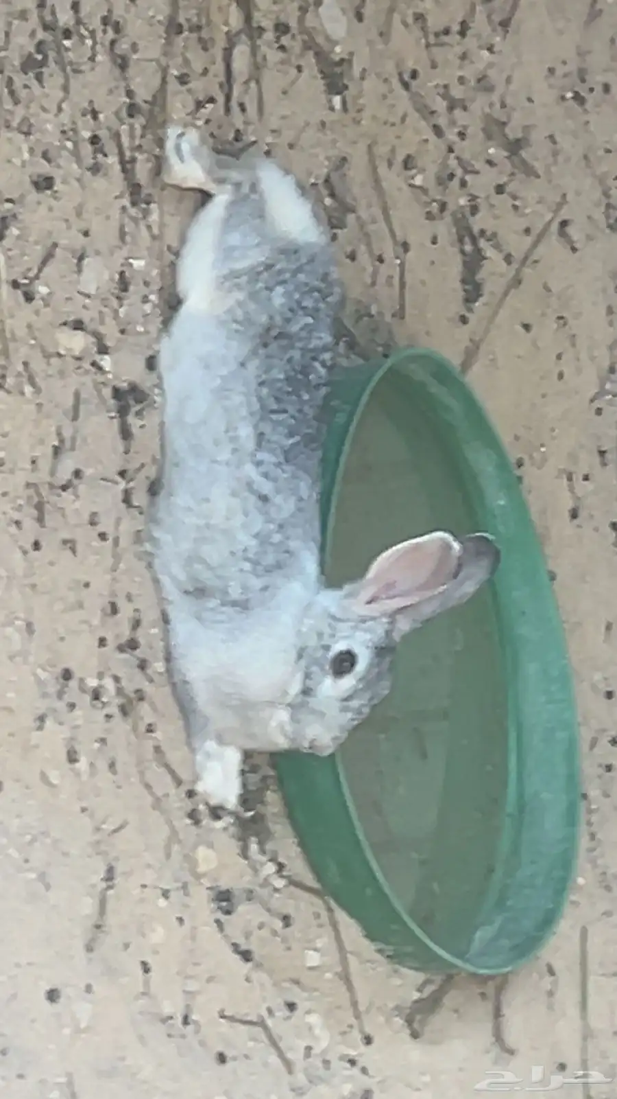 أرانب 1