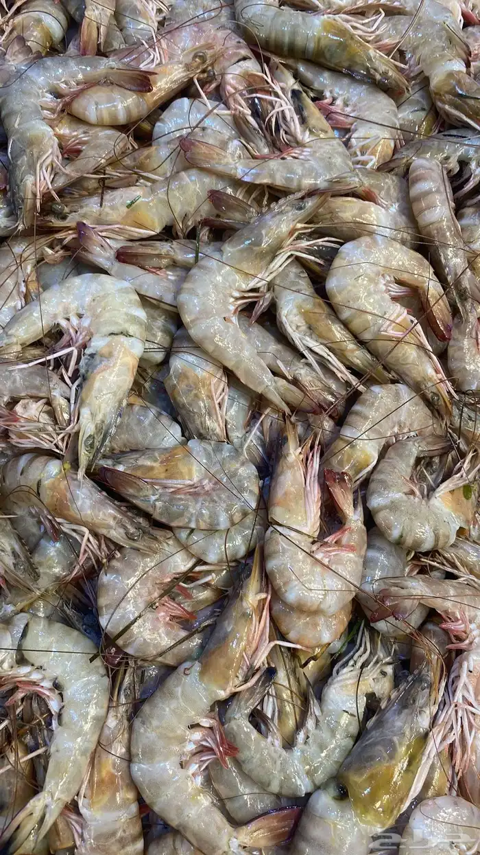 للبيع سمك وروبيان 10