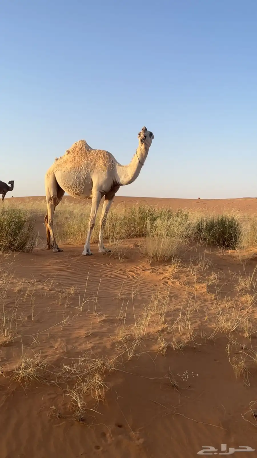 بكره وضحا باتليه طيبه عضم وجنب وممشاء ميمشي قدمها ناقه 0