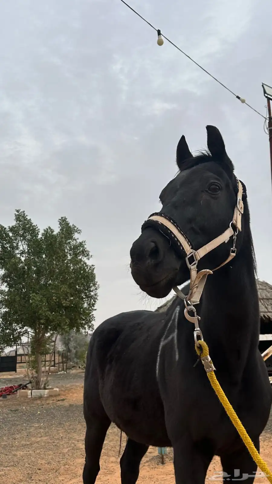 خيل سباق 5