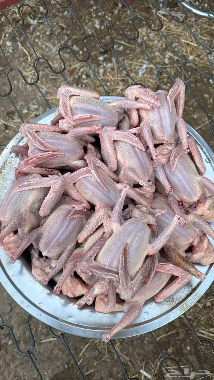 للبيع زغاليل 0