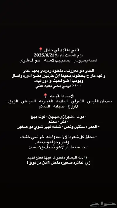 قط مفقود بحائل 0