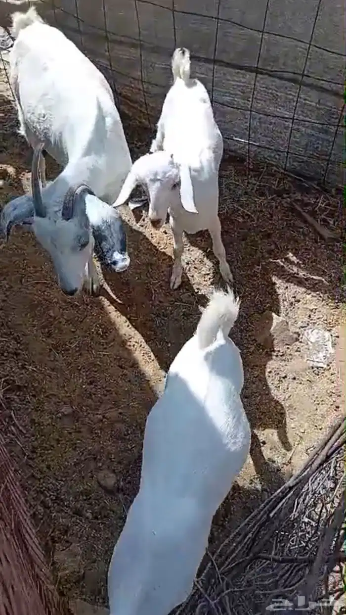 عنز للبيع 1