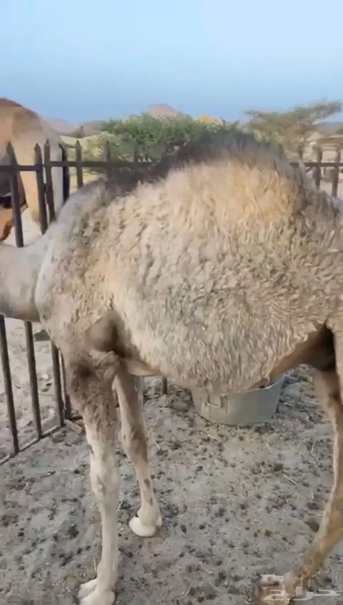 لباني ارباع واثمان 1