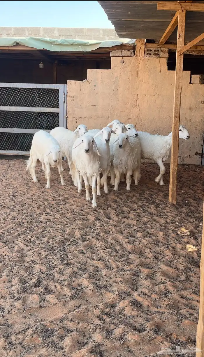 تم البيع رخال صنف حرش لهوات الصنف الفاخر 4