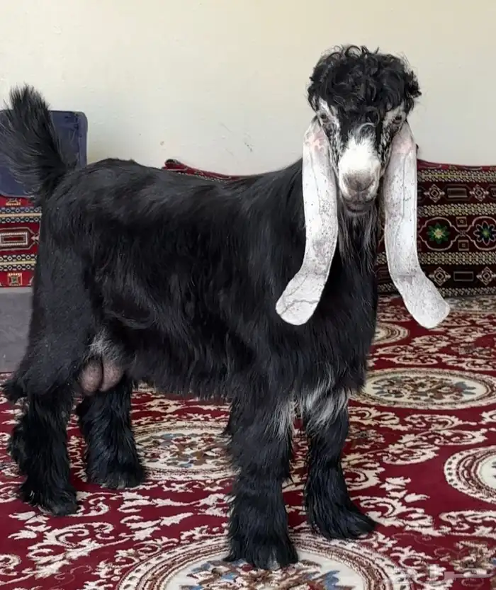 تيس عارضي صنف معرف للبيع 0