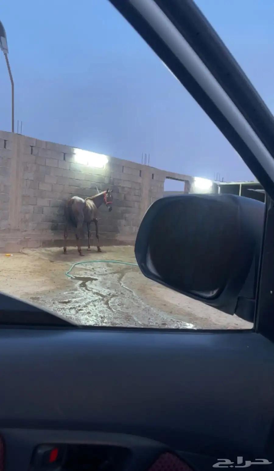 فرس شعبيه لقاح 1