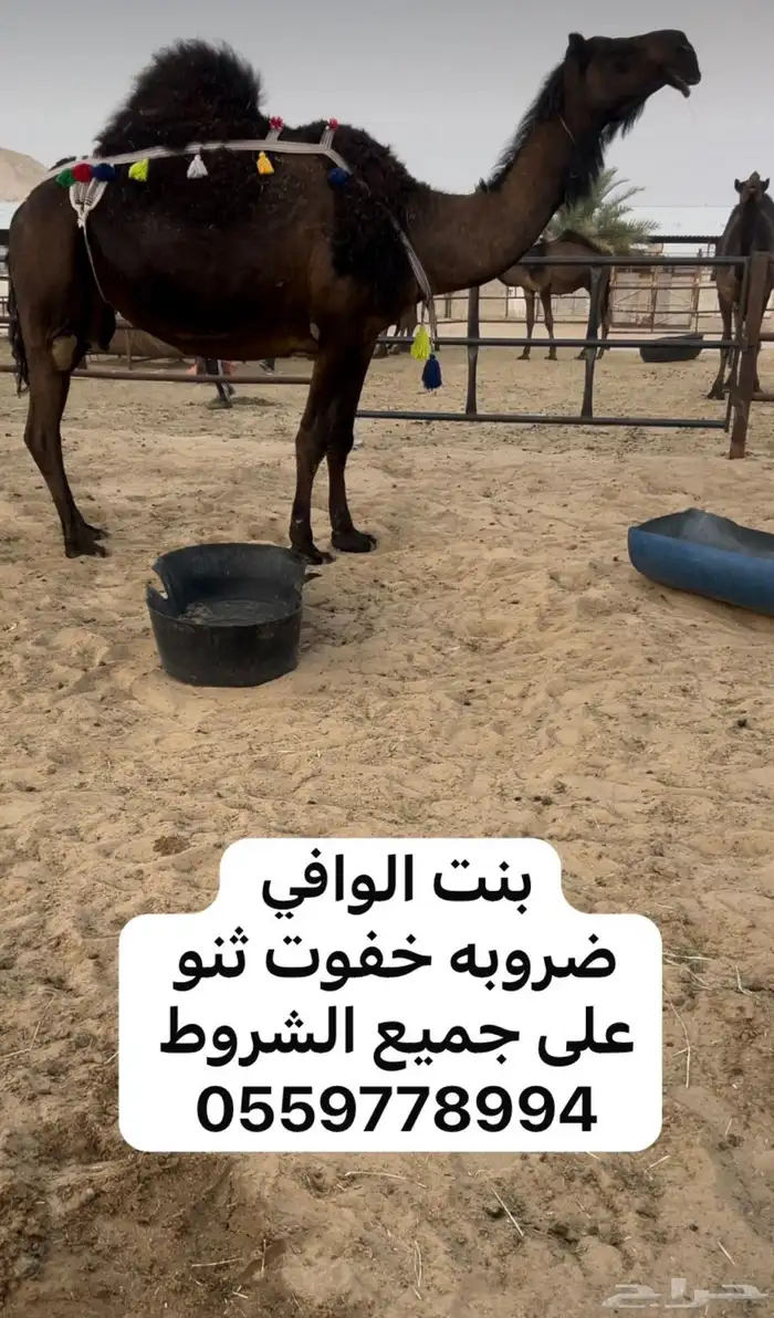 للبيع خفوت ثنو 0