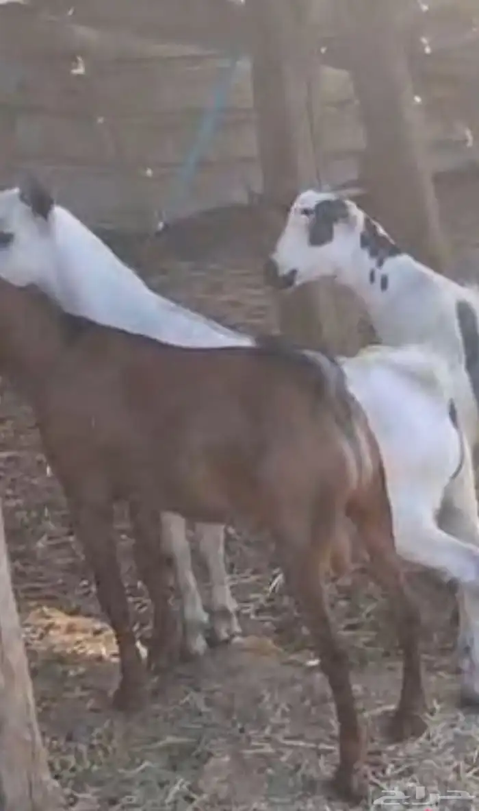 تيوس بلديه ع الشرط فل شحم تابي وتمارا 2