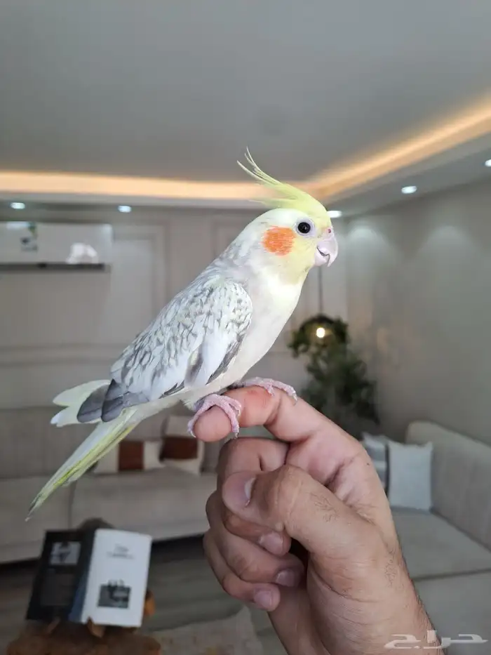 كرونات اليفه لاتفوتكم وبأسعار ممتازه جدا 0