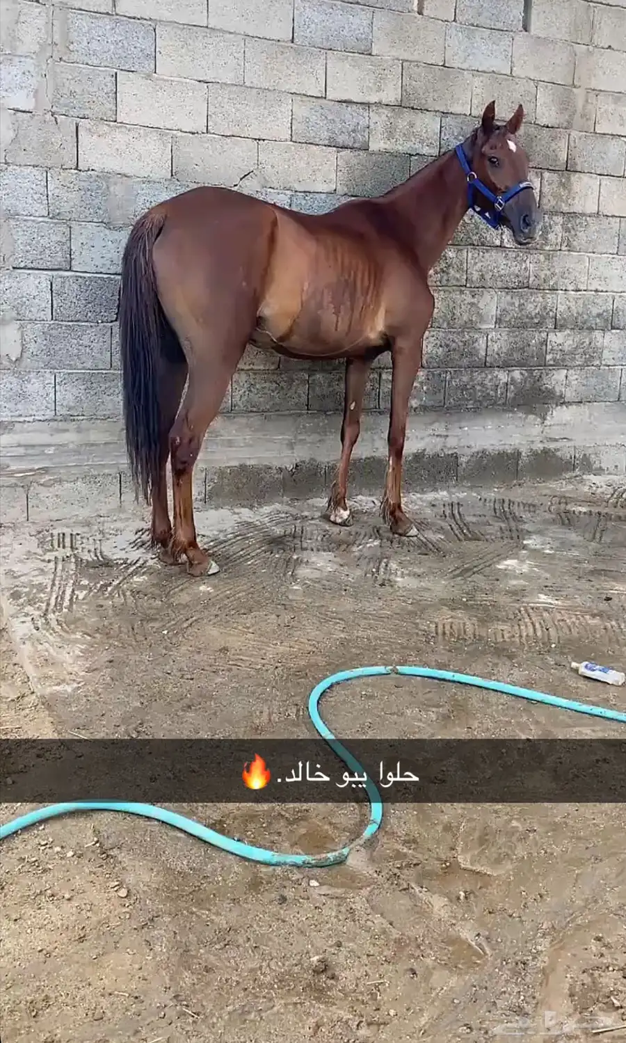 فرس شعبيه لقاح 0
