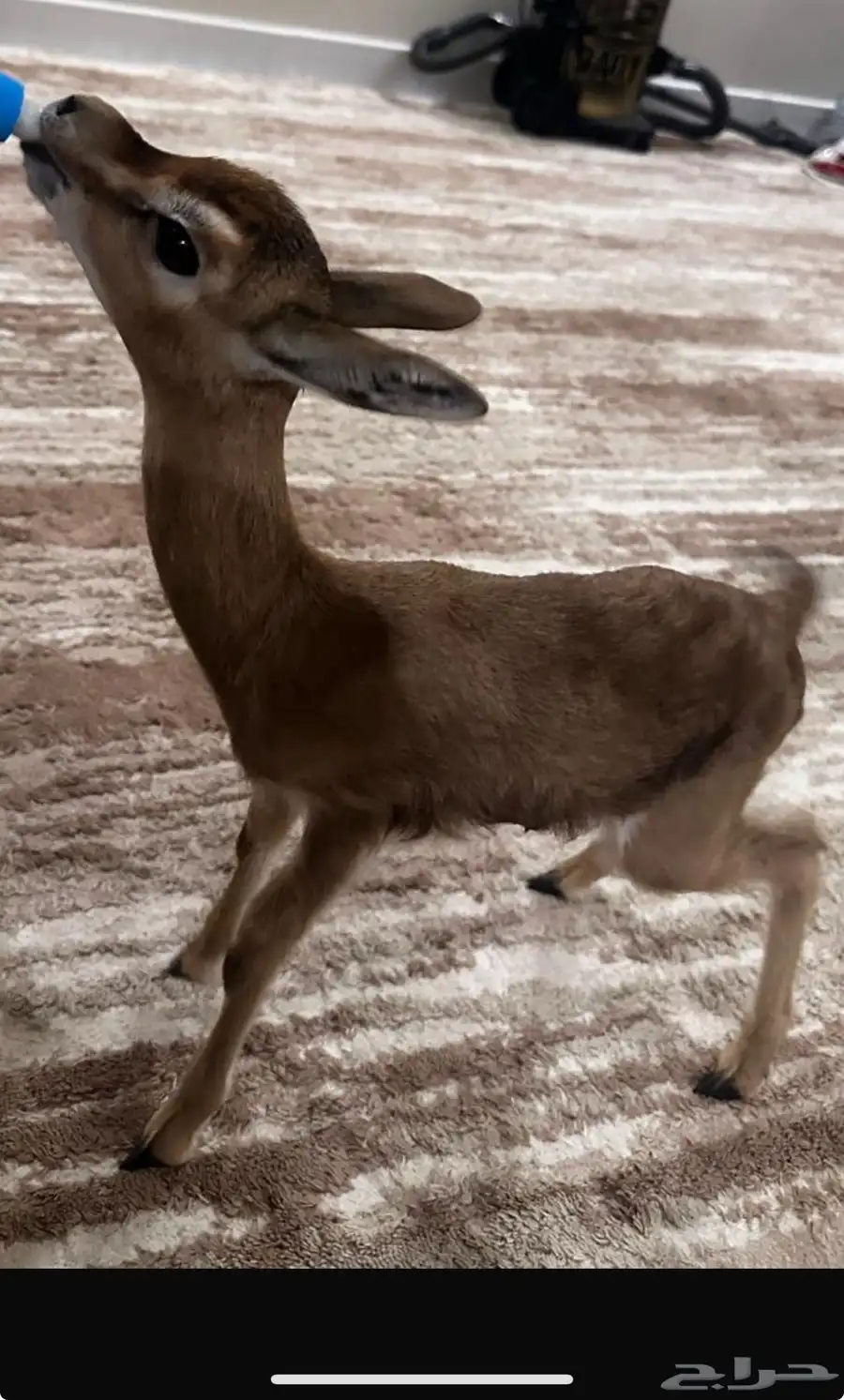 تيس 3