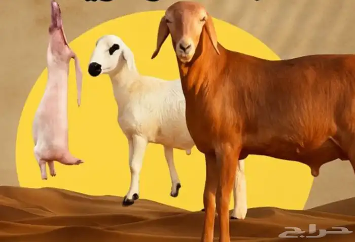 طليان مرابي 4