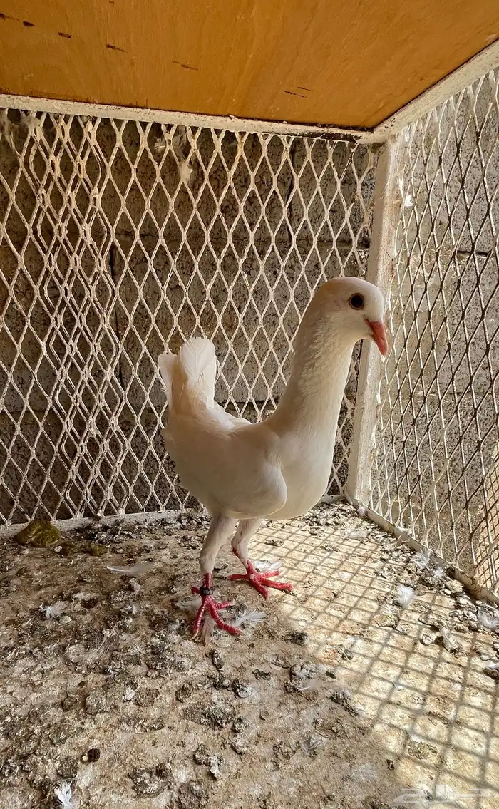 حمام نفاخ حمام مالتيز 4