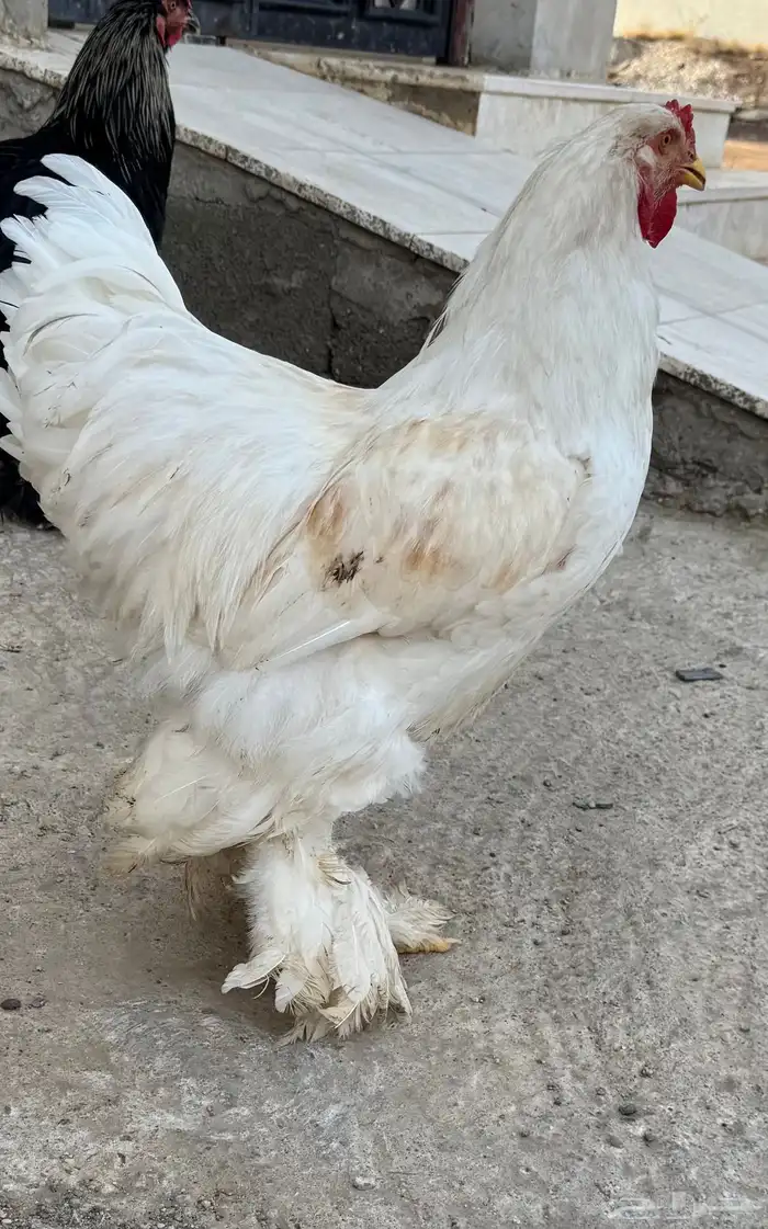 براهما 0