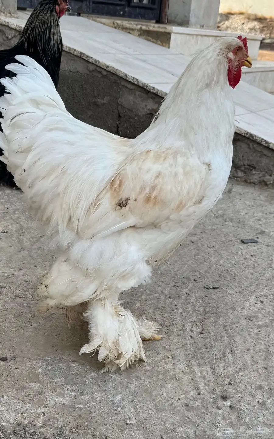 براهما 0