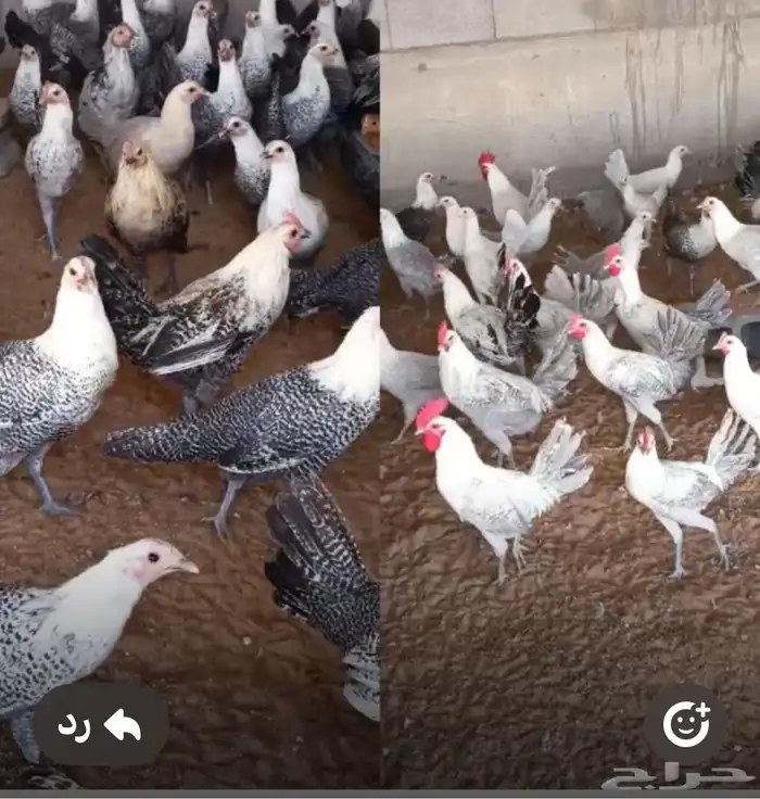دجاج فيومي للبيع جملة العدد حول 395 و البيع بالجمله 0