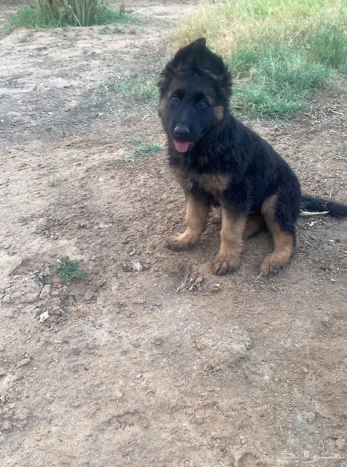 انثى جيرمن شيبرد تم البيع 0