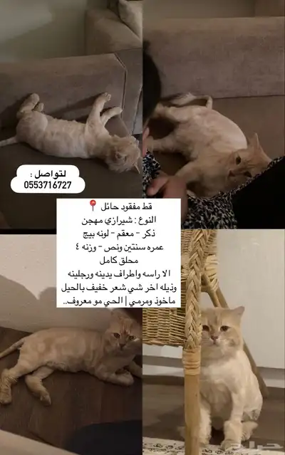 قط مفقود بحائل 6