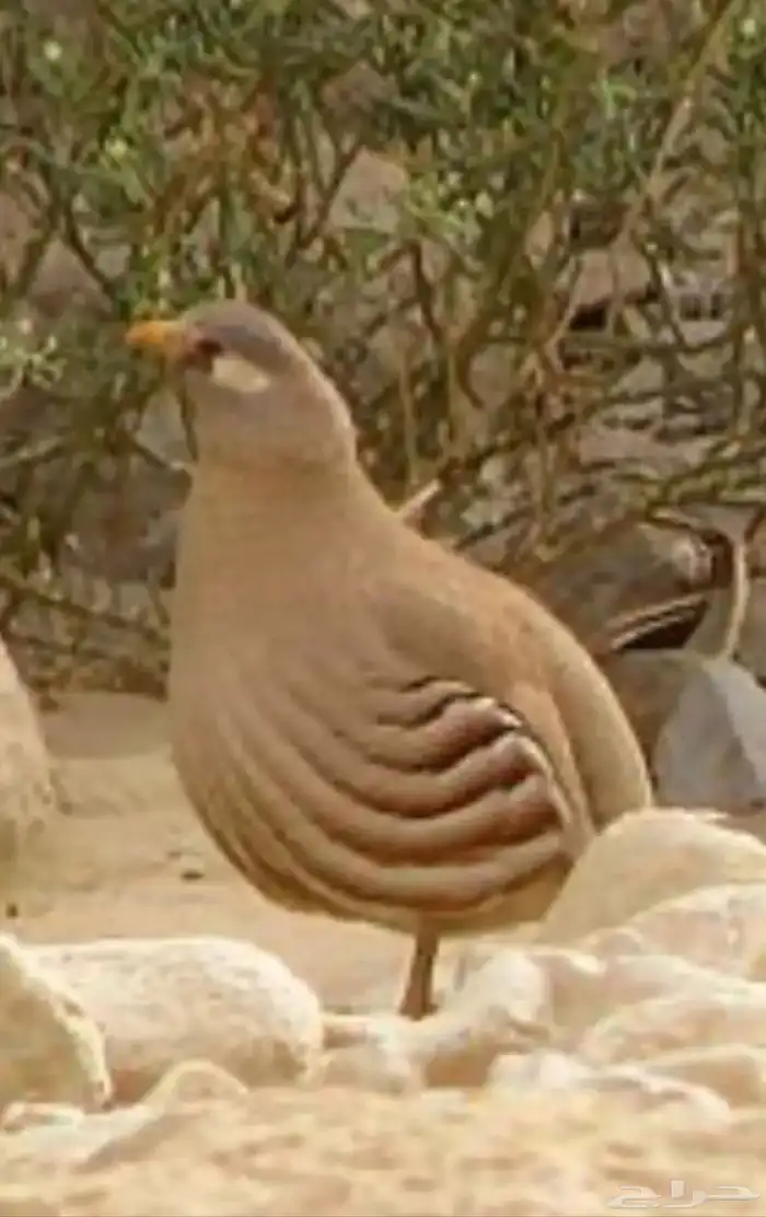 طيور حجل ازواج 0