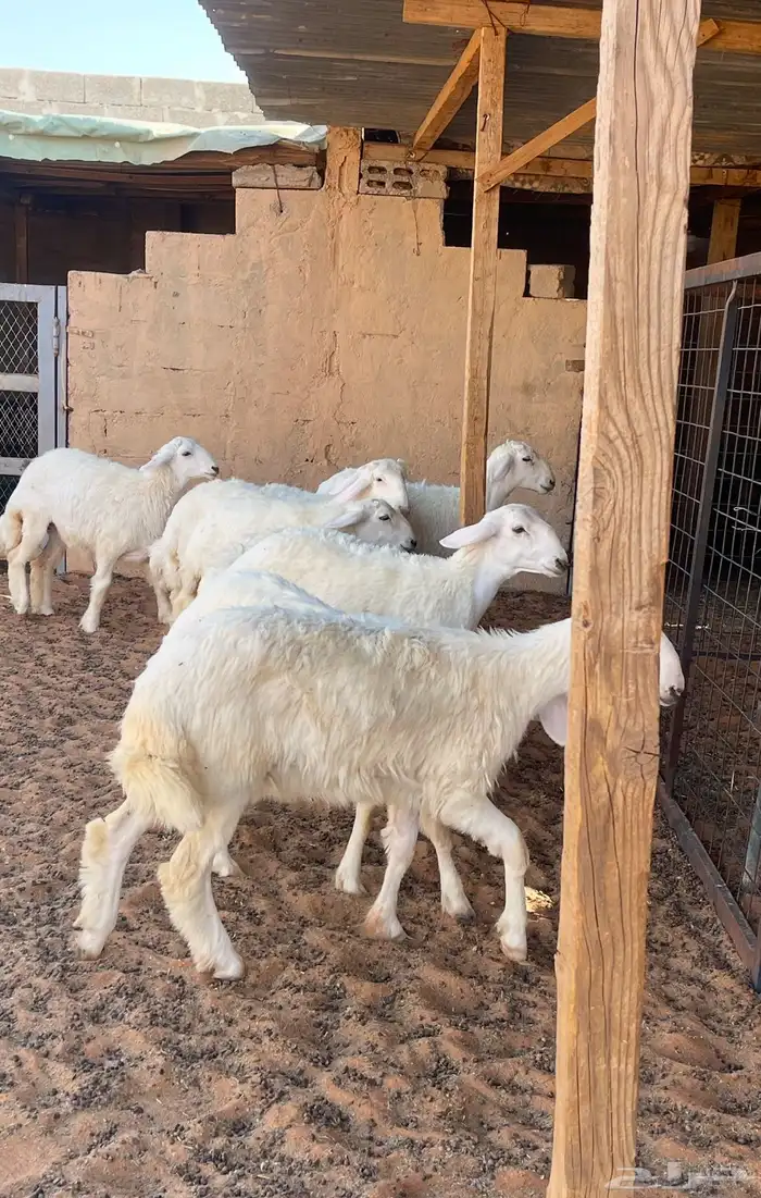 تم البيع رخال صنف حرش لهوات الصنف الفاخر 3