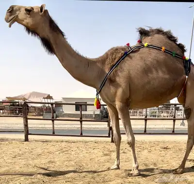 ضروبه حمرا نادره 0