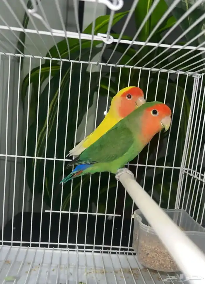 طيور روز جميلة 0