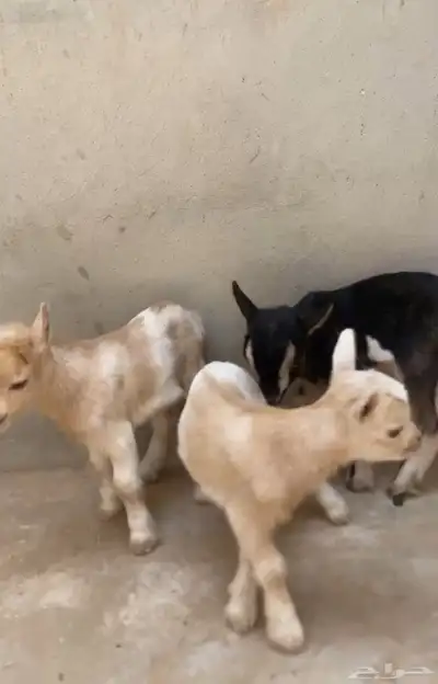 ماعز قزم 0
