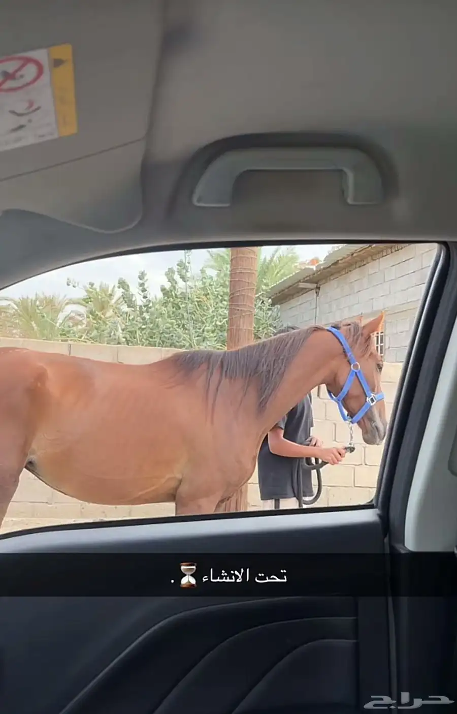 فرس شعبيه لقاح 2