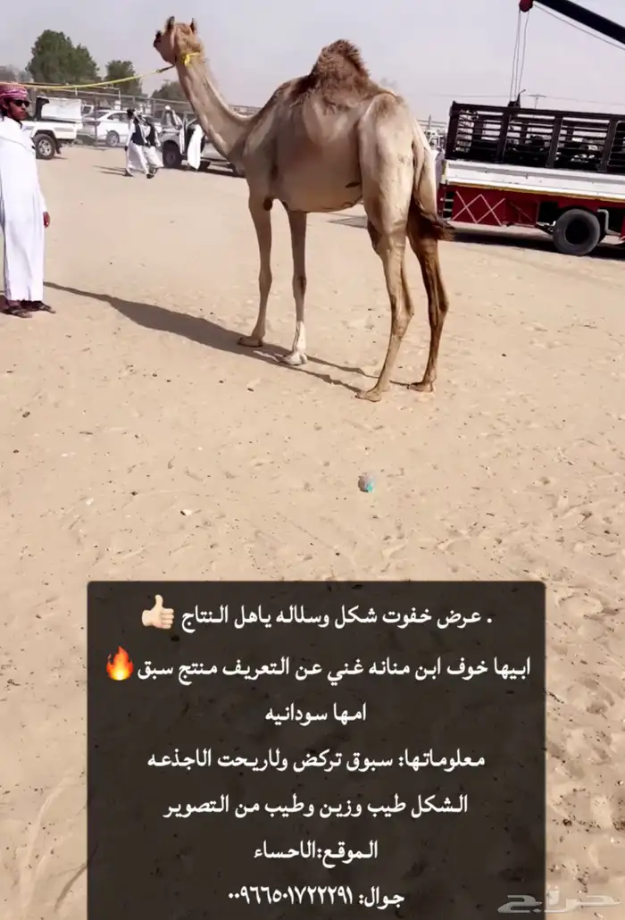 خفوت اصيل شكل وسلاله وسابقه ولاريحوها الا جذعه 1