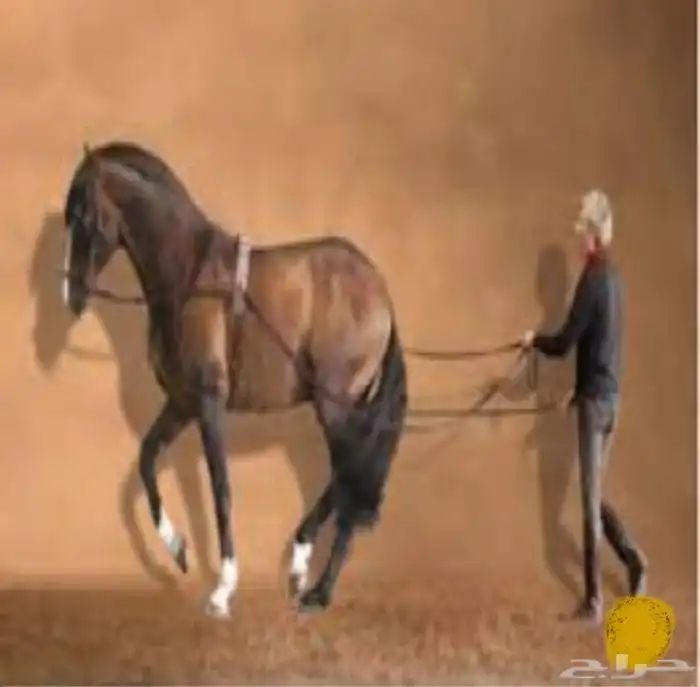 خدمة ترويض وعسف الخيل وتدريب ركوب في مكان الخيل 0