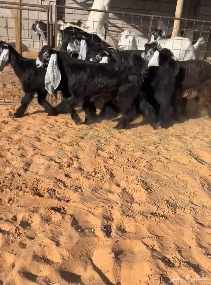 جفرات عوارض بفحلها صنف خصم تم البيع 2