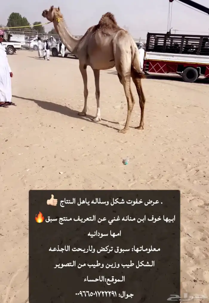 خفوت اصيل شكل وسلاله وسابقه ولاريحوها الا جذعه 0