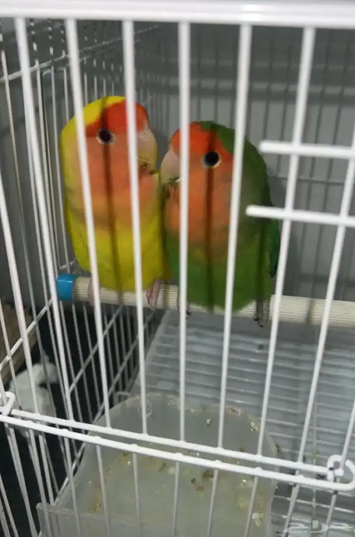 طيور روز جميلة 1